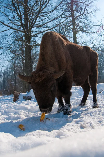 European Bison (Bison bonasus) eating Corn Cobs — Stock Photo, Image