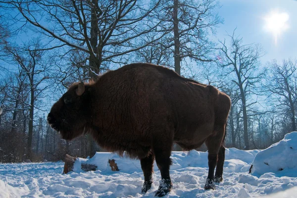 European Bison (Bison bonasus) eating Corn Cobs — Stock Photo, Image