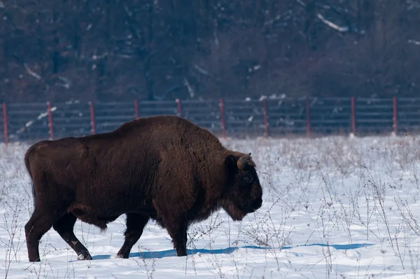 European Bison (Bison bonasus) in winter — Stock Photo, Image