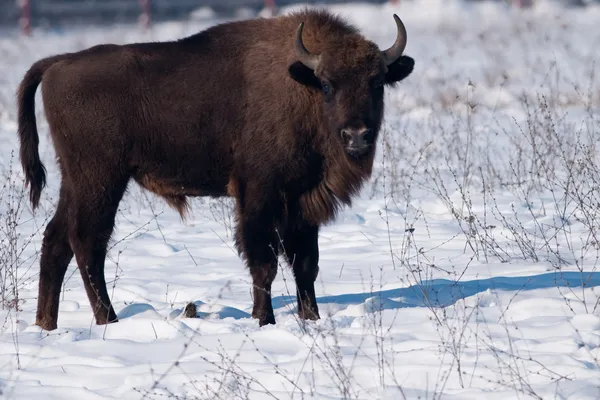 Zimbru european (Bison bonasus) în timpul iernii — Fotografie, imagine de stoc