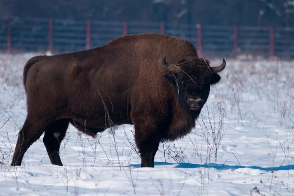 European Bison (Bison bonasus) in Winter — Stock Photo, Image