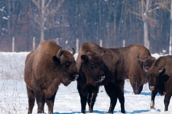 European Bison looking to Calves — Stock Photo, Image