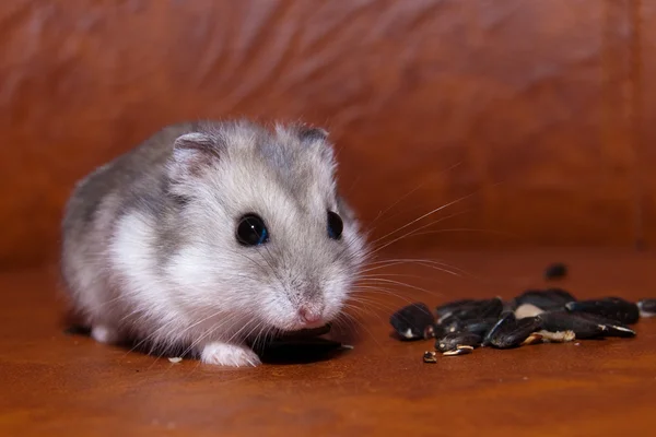 Hamster mananca seminte de floarea soarelui — Fotografie, imagine de stoc