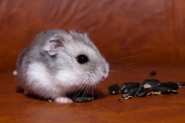 Hamster mananca seminte de floarea soarelui — Fotografie, imagine de stoc