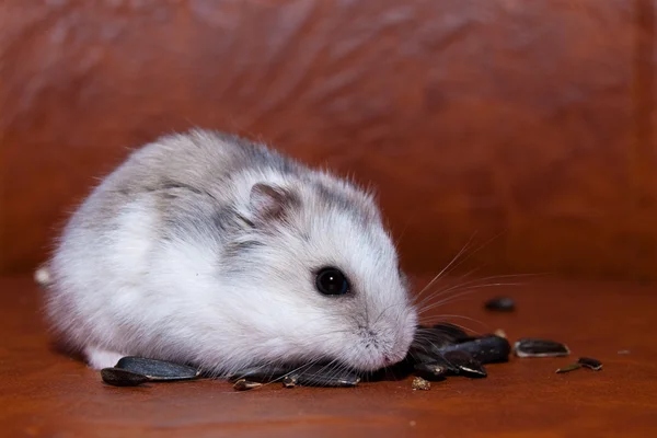 Hamster mananca seminte de floarea soarelui — Fotografie, imagine de stoc