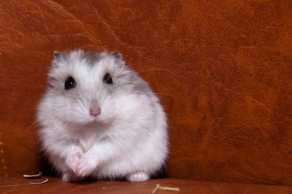 Hamster zonnebloempitten eten — Stockfoto