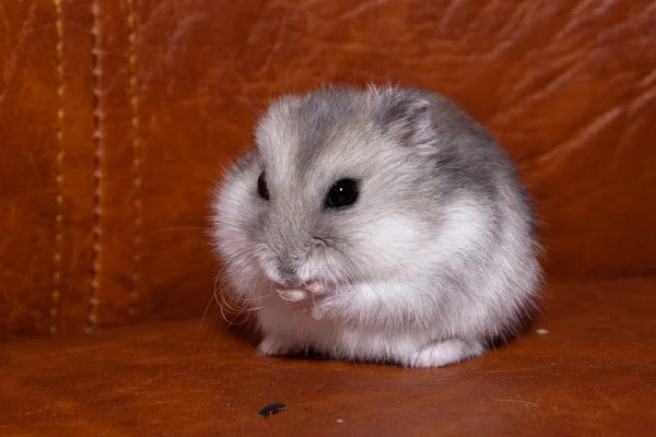 Curious hamster — Stock Photo, Image