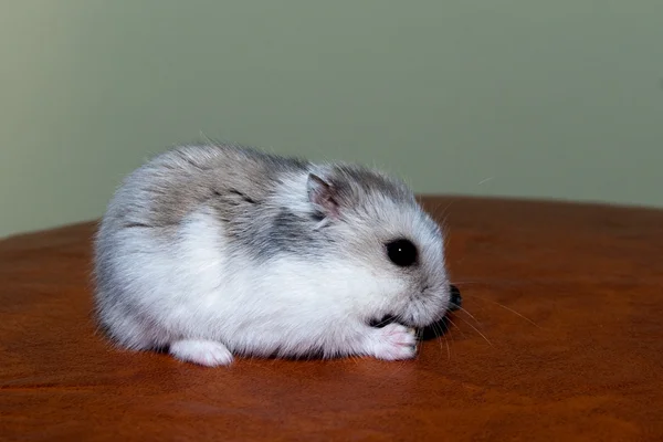 Hamster — Stockfoto