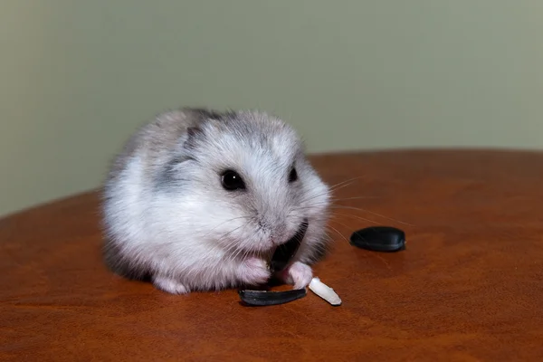 Hamster zonnebloempitten eten — Stockfoto