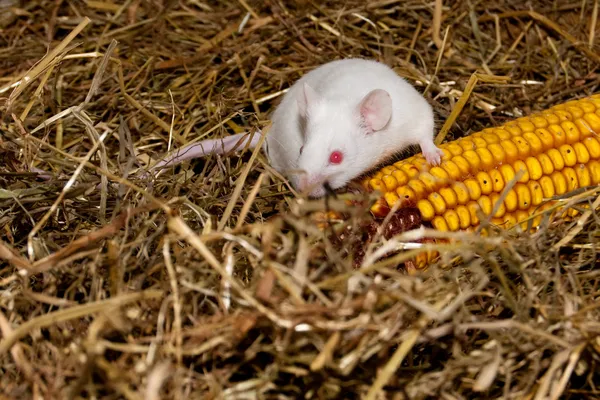 mısır koçanı ile beyaz laboratuar fare