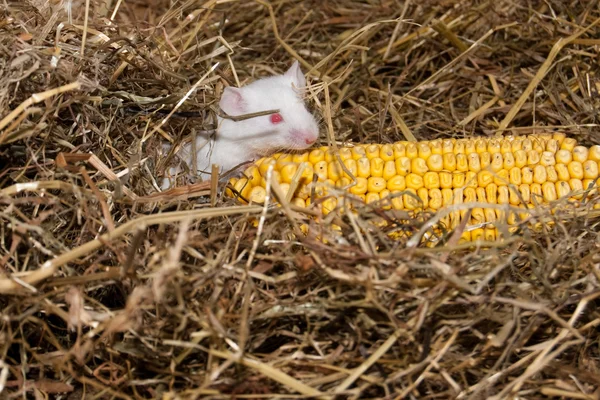 White Lab Mouse with Corn Cob