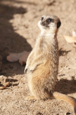 suricate veya Firavun faresi veya çöl faresi