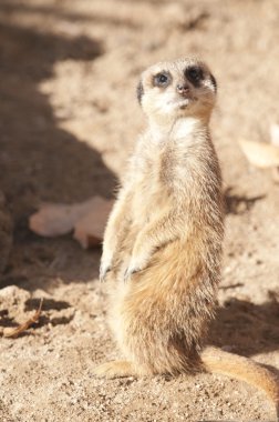 suricate veya Firavun faresi veya çöl faresi