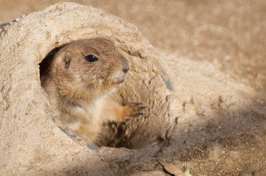 Siyah kuyruklu çayır köpeği