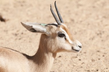 Dorcas ceylan portre