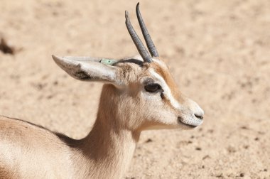 Dorcas ceylan portre