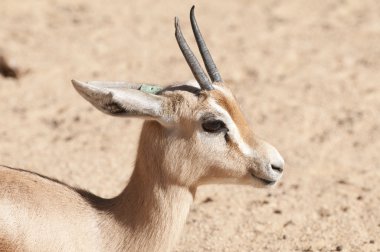 Dorcas ceylan portre