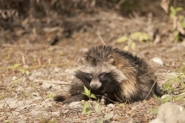 Racoon pes — Stock fotografie