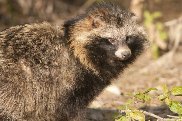 Racoon cão — Fotografia de Stock