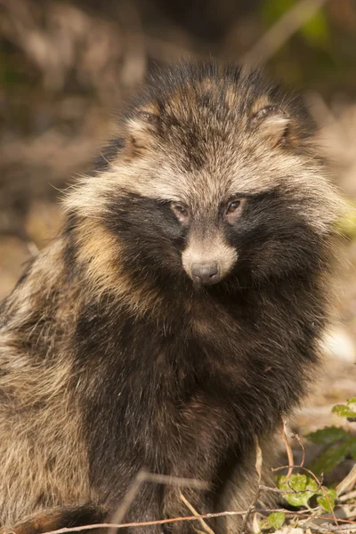 Racoon cão — Fotografia de Stock