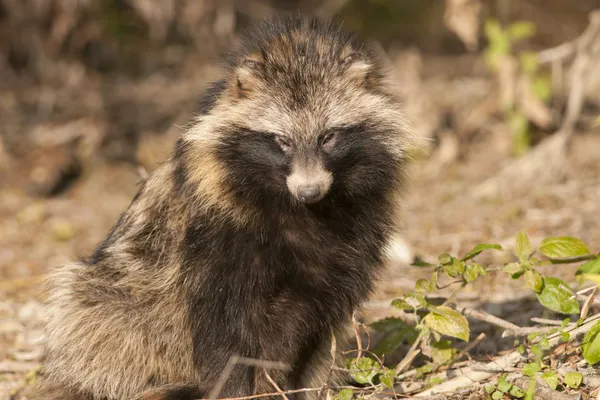 Racoon hond — Stockfoto