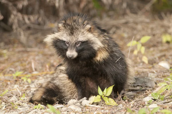 Racoon cão — Fotografia de Stock