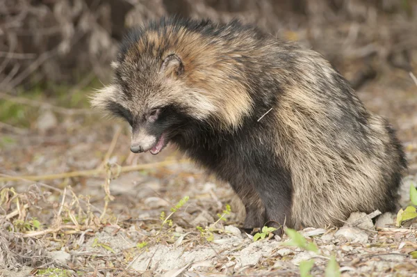 Racoon hond — Stockfoto