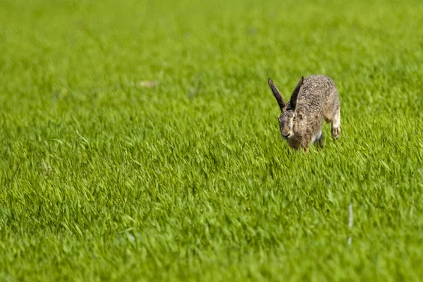 Hare yeşil çimlerde çalışan — Stok fotoğraf