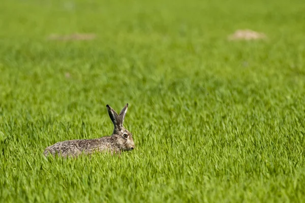 Lepre su un campo verde — Foto Stock