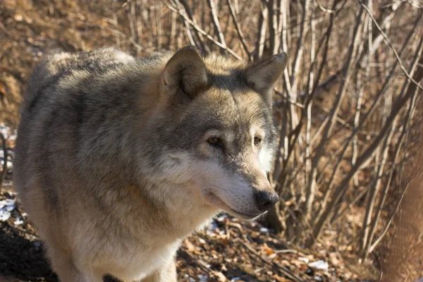 Grijze wolf in de herfst — Stockfoto