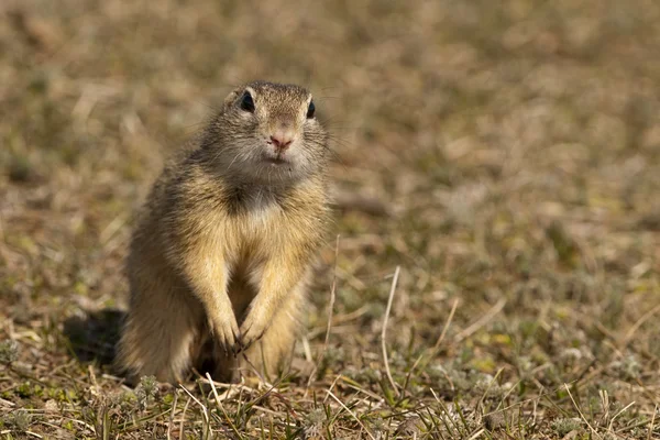 European Ground Squirrel or Souslik — Stock Photo, Image