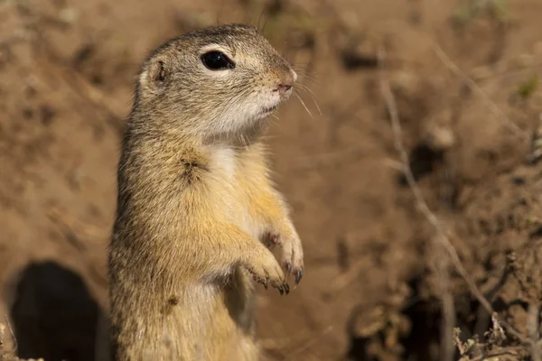 European Ground Squirrel — Stock Photo, Image