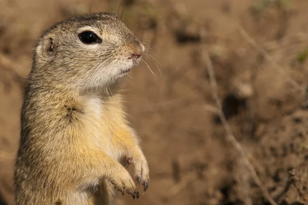 European Ground Squirrel — Stock Photo, Image