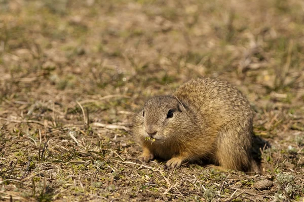 European Ground Squirell or Souslik — Stock Photo, Image