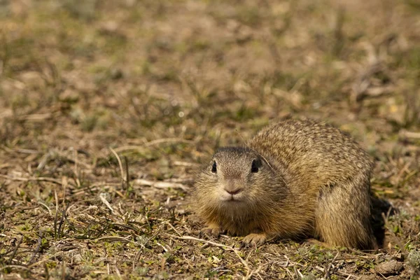 souslik veya Avrupa zemin sincap