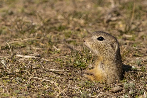 Souslik or European Ground Squirrel — Stock Photo, Image