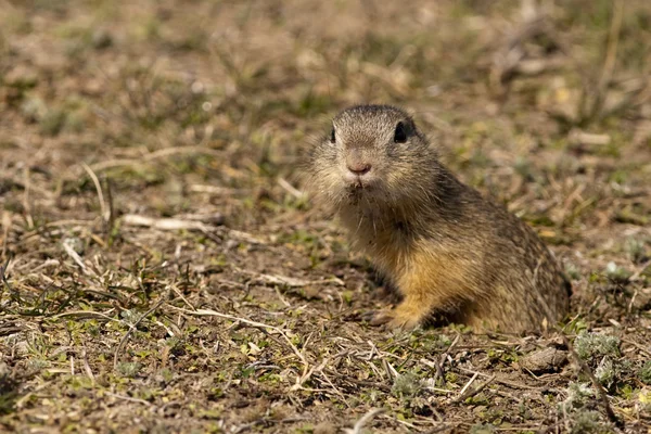 Souslik or European Ground Squirrel — Stock Photo, Image