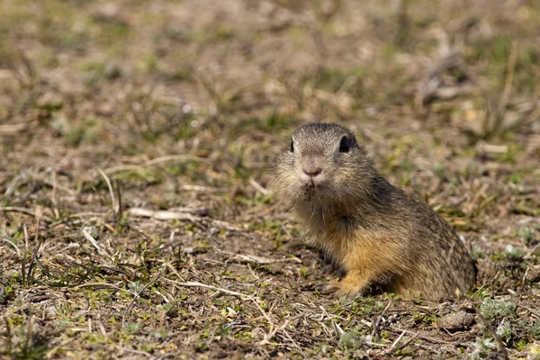 Ardilla terrestre europea —  Fotos de Stock