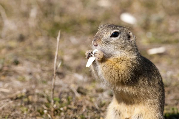 European Ground Squirrel — Stock Photo, Image