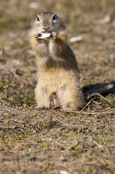 Souslik or European Ground Squirrel — Stock Photo, Image