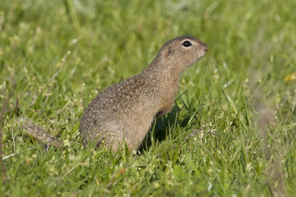 Europäisches Ziesel — Stockfoto