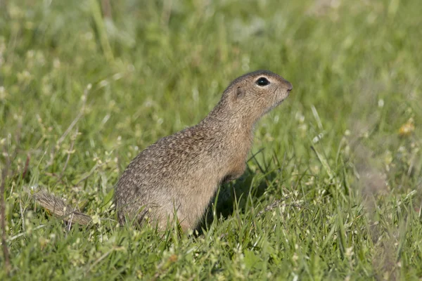 Ardilla terrestre europea — Foto de Stock