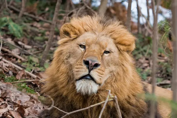 Leão no Zoológico — Fotografia de Stock
