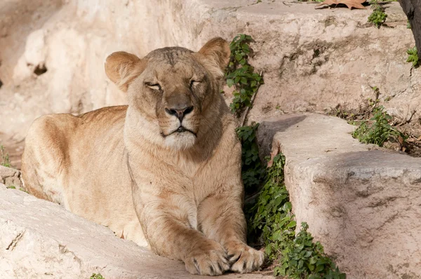 Lioness resting — Stock Photo, Image