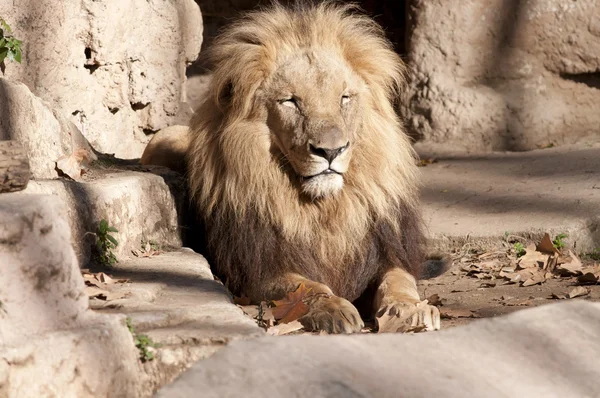 Lion resting — Stock Photo, Image