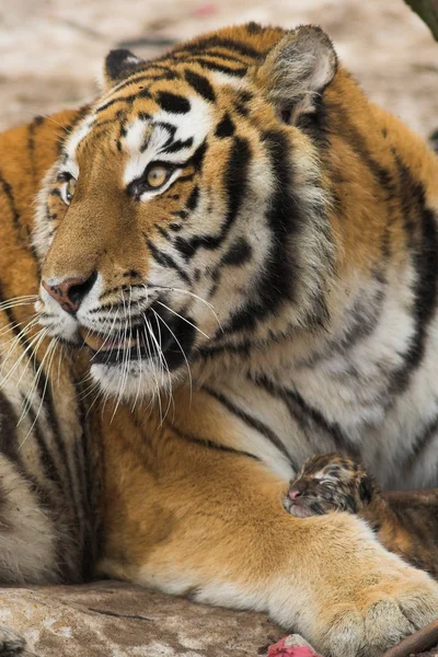 Τίγρη με παιδί τίγρη στο ζωολογικό κήπο — Φωτογραφία Αρχείου