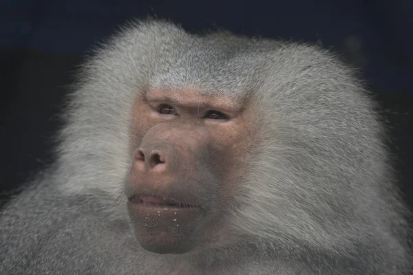 Monkey Portrait — Stock Photo, Image