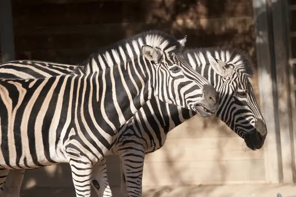 Retrato de zebra — Fotografia de Stock