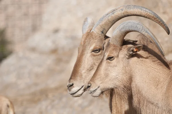 Brabary retrato de ovejas —  Fotos de Stock