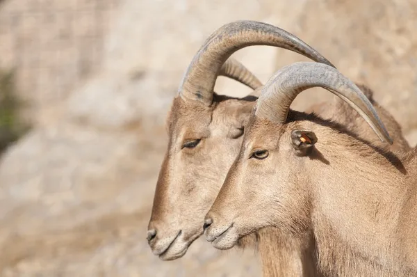 Brabary owiec portret — Zdjęcie stockowe